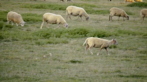 Group of sheep walking calmly through wide countryside pasture 库存影片 329319726
