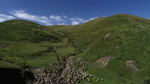 Group of sheep walking in grassland Stock Footage 146026356