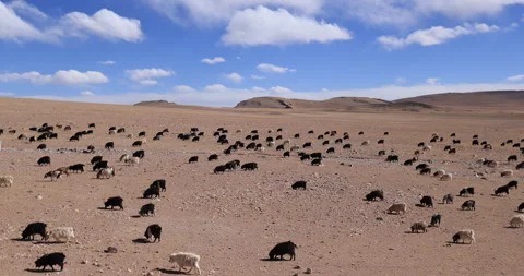 Group of sheep walking in grassland Stock Footage 241056708