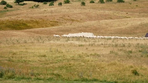 Group of sheep walking in the meadow Stock Footage 79596834
