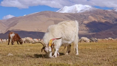 Group of sheeps and Kashmir Pashmina goats grazing at Himalaya mountains Stock Footage 99832002