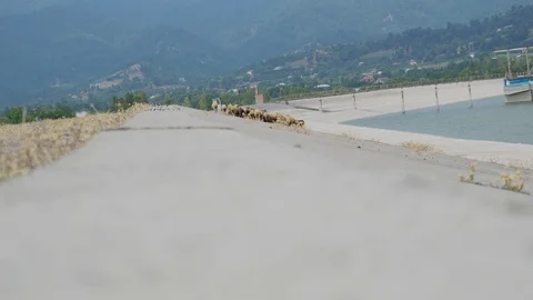 Group of sheeps eating grass with the mountain and water basin background Stock Footage 114121851