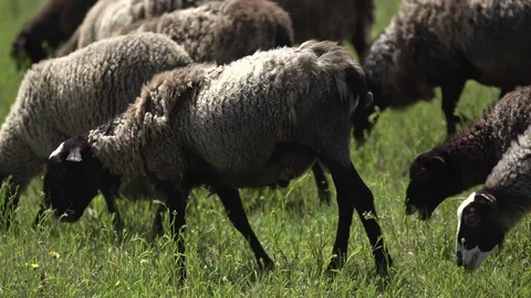 A group of sheeps grazing on grass. Field, farming. Stock Footage 76477785