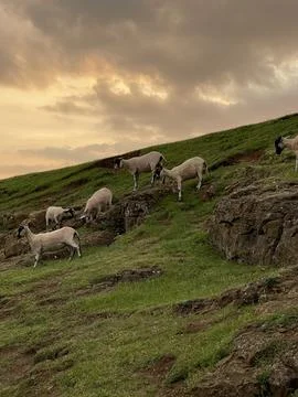 Group of sheeps on the hill under dramatic sunset sky Stock Photos