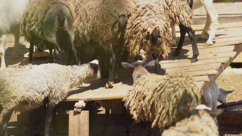 A group of sheeps jumping in the farm. Stock-Footage 76490389