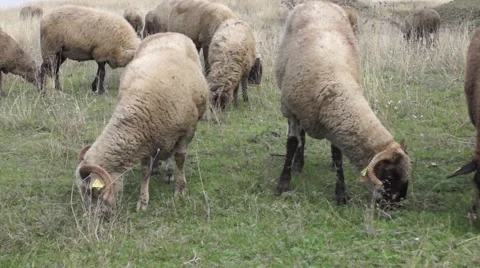 Group of sheeps looking grass close up Stock Footage 43320754