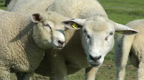 Group of sheeps on a meadow Stock Footage 40666910