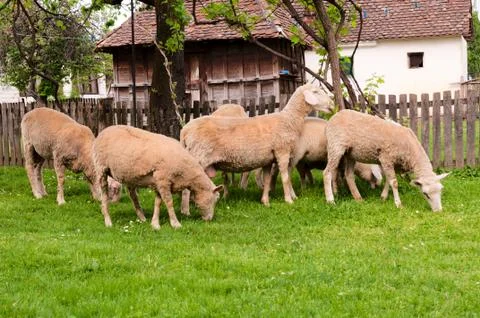 Group of sheeps Stock Photos