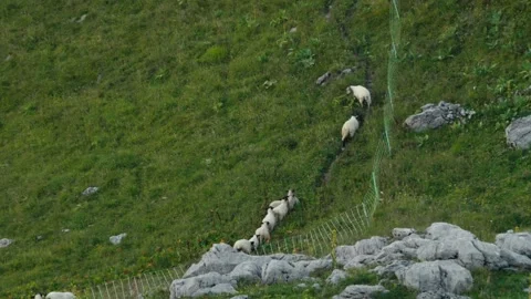Group of sheeps walking Stock Footage 318792754