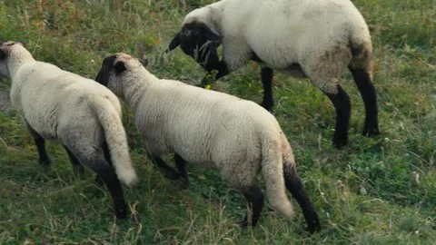 Group of sheeps walking Stock Footage 318792755