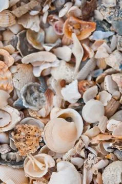 The group of shell as background Stock Photos