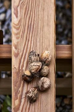 Group of in-shell walnuts stacked on wooden board Stock Photos