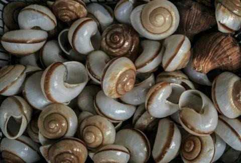 Group of shells and mollusc Stock Photos