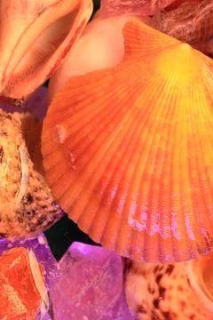 A group of shells in the aquarium Stock Photos