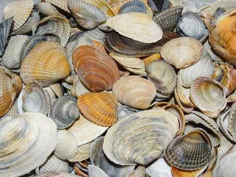 Group of shells from the Black Sea Stockfoto's