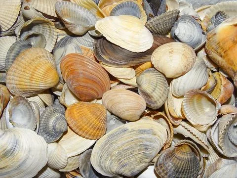 Group of shells from the Black Sea Stock Photos