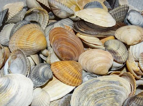 Group of shells from the Black Sea Photos