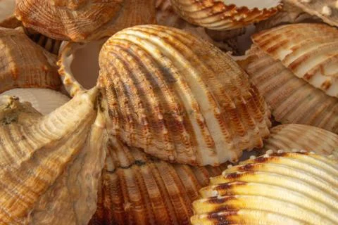 Group of shells Stock Photos
