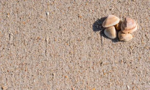Group of Shells on Wet Sand Copy Space 写真素材