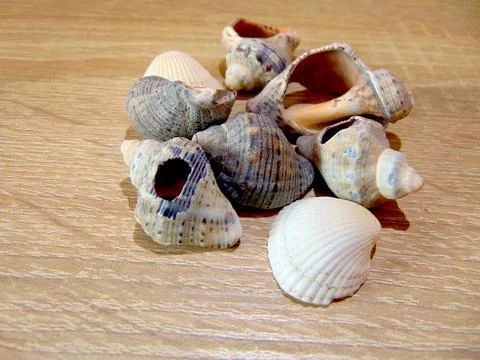 Group of shells on a wooden background Fotos de archivo