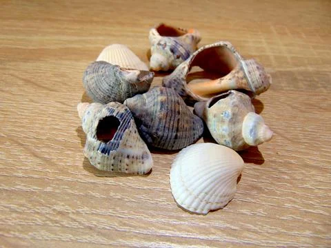 Group of shells on a wooden background Stock Photos