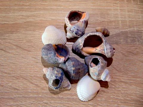 Group of shells on a wooden background Stock Photos