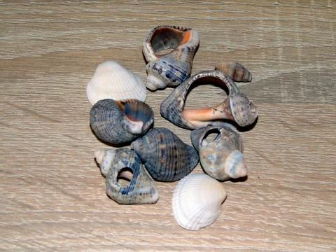 Group of shells on a wooden background Fotos Stock
