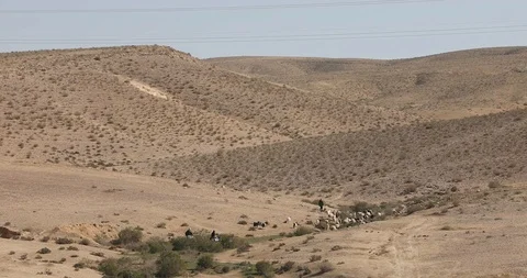 Group of shepherds gather a runaway herd Stock Footage 102713640