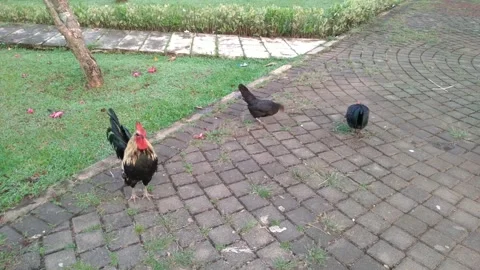 A group of Short legged bantam chicken are looking for food in the garden Stock Footage 320669414