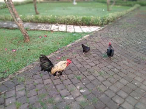 A group of Short-legged bantam chickens are playing and looking for food Stock-Fotos