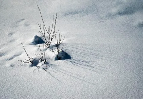 A group of shrubs in the snow Stock Photos
