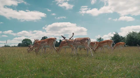 A group of sika deer graze on the edge of a forest and eat the available food. Stock Footage 280665637