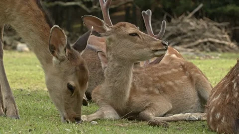A group of sika deer resting. Stock Footage 197088121