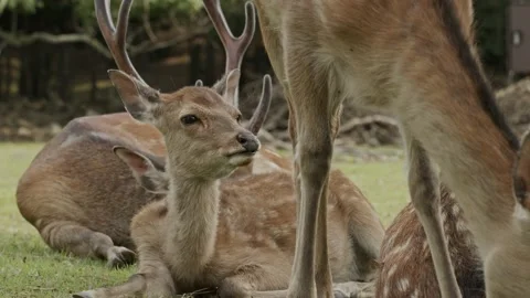 A group of sika deer resting. Stock Footage 197088190
