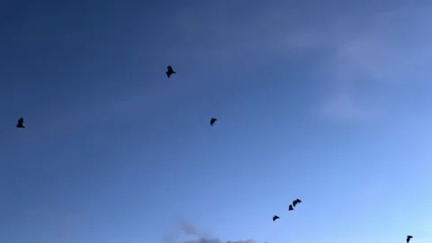A group of silhouette bats flying through the evening sky Stock Footage 276167982