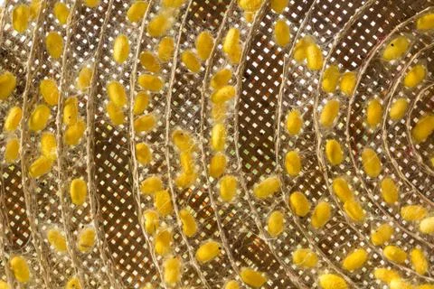 Group of silk worm cocoons Stock Photos