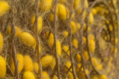Group of silk worm cocoons Stock Photos