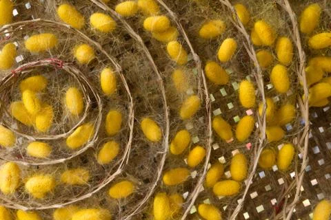 Group of silk worm cocoons Stock Photos