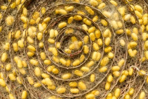 Group of silk worm cocoons. Stock Photos