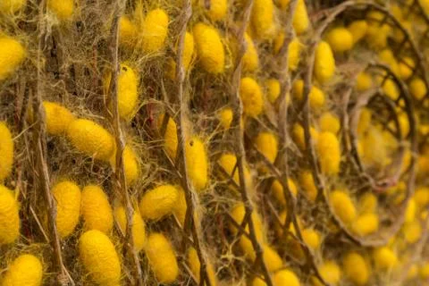 Group of silk worm cocoons. Stock Photos