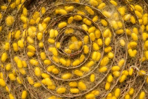 Group of silk worm cocoons. Stock Photos