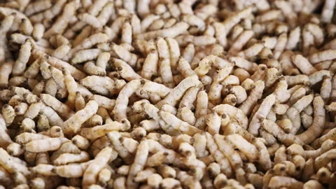 Group of silkworm in slow motion Stock Footage 293133728