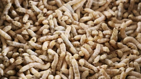 Group of silkworm in slow motion Stock Footage 293274066