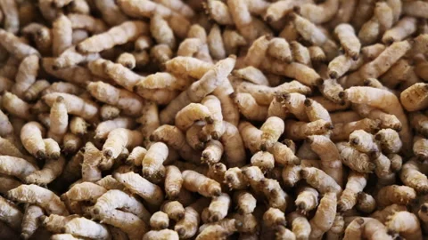 Group of silkworm in slow motion Stock Footage 293275946