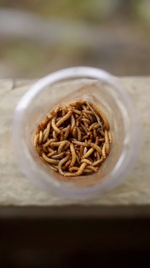 A group of silkworms live in a transparent plastic container seen from above. Stockbeeldmateriaal 336070003