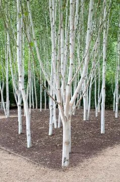 Group of silver birch trees Stock Photos