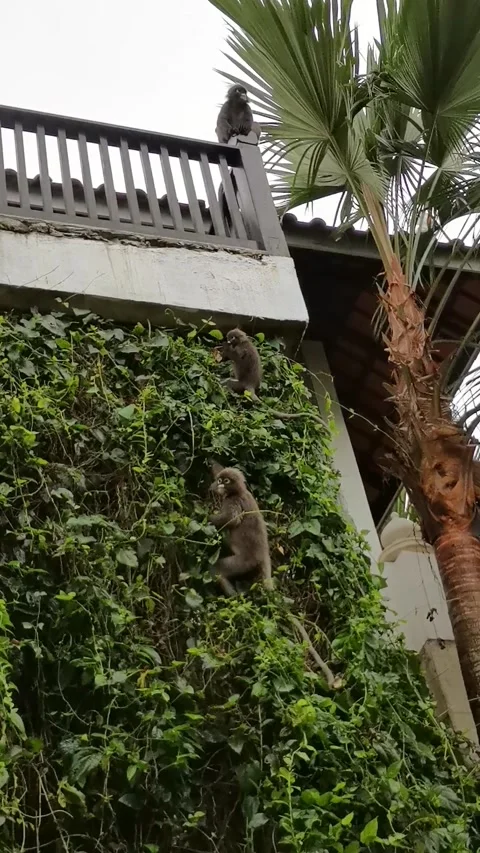 Group of Silver Lutungs or Langurs eating leaves and observing. Stock Footage 164585482