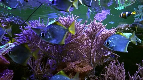 Group of silver moonfish swimming in the bottom of an aquarium. Madrid, Spain Stock Footage 234539306