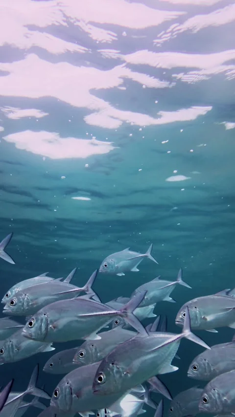 Group of Silver Trevally Fish Swimming Near Surface in Hikkaduwa Sri Lanka Video stock 330185196
