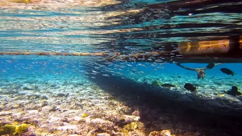 Group of silvery small fish in the Red Sea in crystal clear water 스톡 동영상 177888641